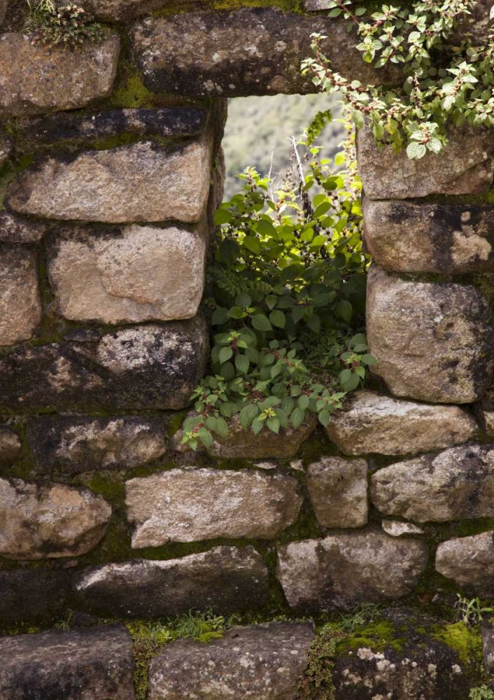 Peru, Machu Picchu Plants take root in a window